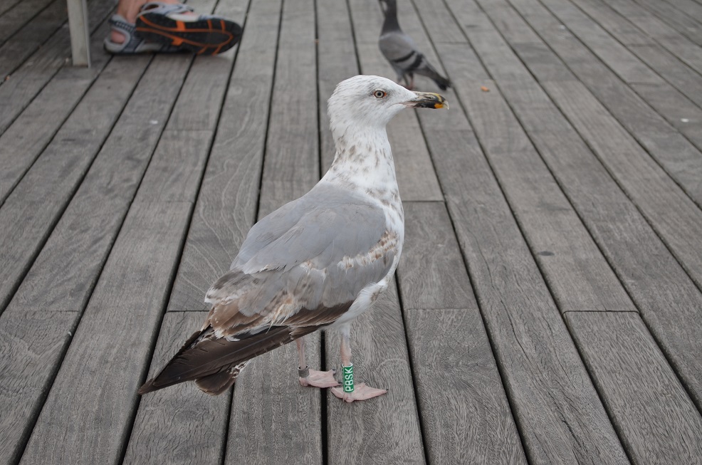 Gabbiano reale nordico?